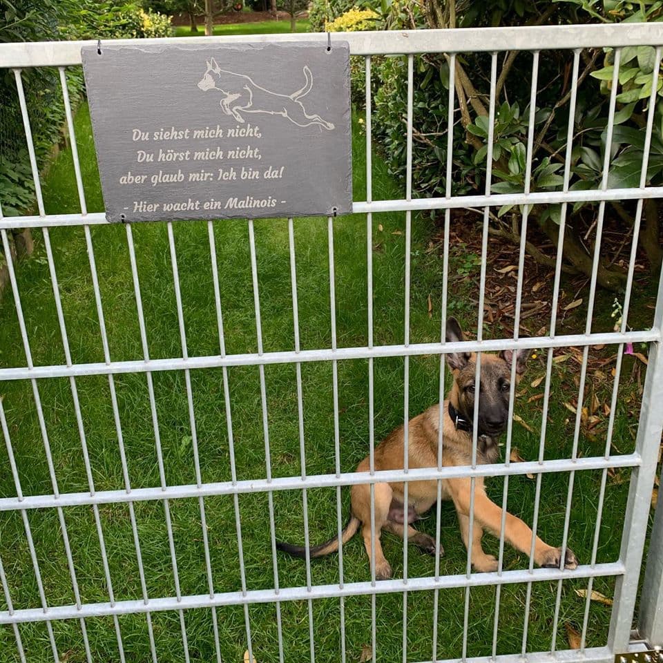 Lasergravur eines Malinois auf einem gut sichtbaren Hinweisschild, das vor einem Hund warnt.